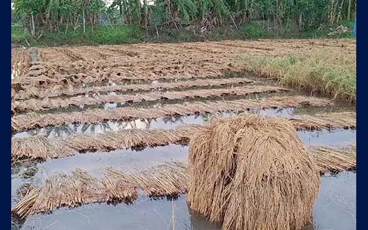 টানা বৃষ্টিতে বাগেরহাটে বোরো ধানের ক্ষতি, বিপাকে কৃষক