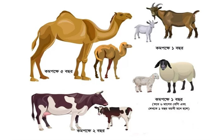 যেসব পশু দিয়ে কোরবানি করা যাবে
