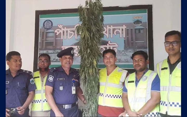 জয়পুরহাটে বসতবাড়ি থেকে তিন কেজি ওজনের গাঁজার গাছ জব্দ
