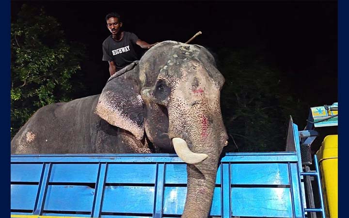 প্রধানমন্ত্রীর নির্দেশে জাতীয় চিড়িয়াখানায় যাচ্ছে হাতি ‘বাদশা বাহাদুর’