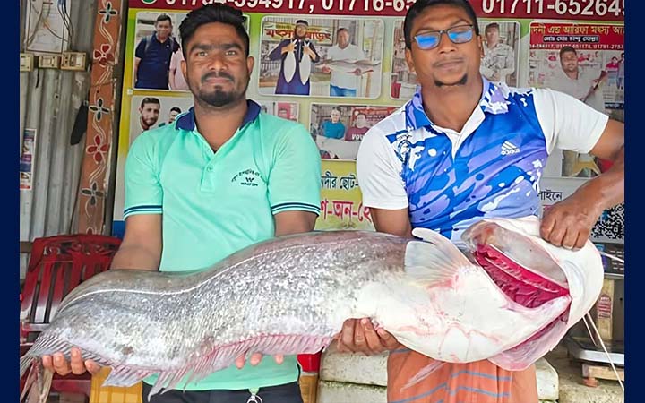 পদ্মার এক বোয়ালের দাম অর্ধলক্ষ টাকা