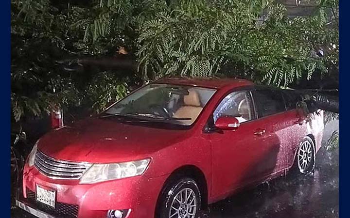 ধানমন্ডিতে দুই প্রাইভেটকারের ওপর উপড়ে পড়ল গাছ