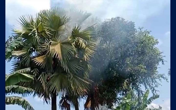 সুন্দরগঞ্জে তীব্র তাপদাহের মাঝে তালগাছে আগুন, নিয়ন্ত্রণে ফায়ার সার্ভিস