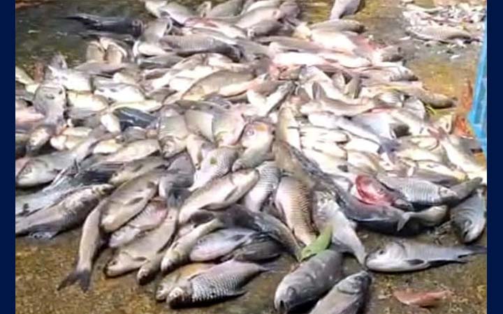 মাছের সঙ্গে এ কেমন শত্রুতা