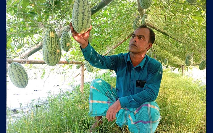 সিরাজগঞ্জে থাইল্যান্ডের কানিয়া তরমুজ চাষে সফল হাসিবুর