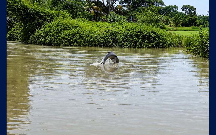 কলাপাড়ার খালে দেখা মিলল ডলফিনের