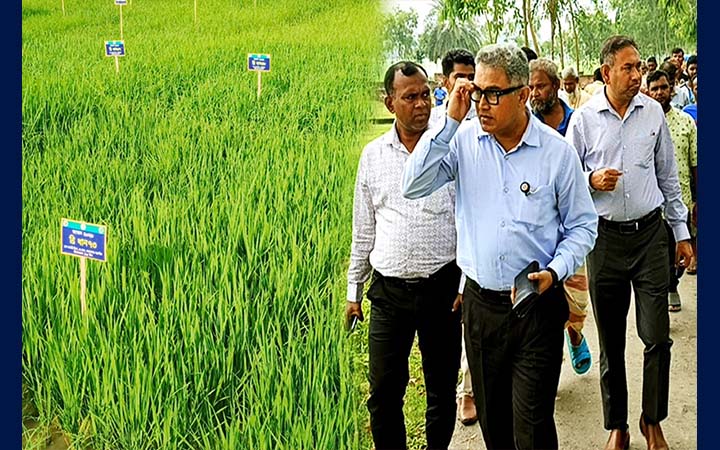 দিনাজপুরে এলএসটিডি প্রকল্পের প্রযুক্তি গ্রাম পরিদর্শনে কৃষি মন্ত্রণালয়ের প্রতিনিধি দল