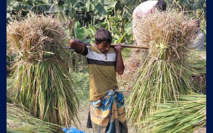 উত্তরাঞ্চলে আগাম আমন কাটা শুরু, শীতকালীন ফসলে লাভের স্বপ্ন কৃষকের