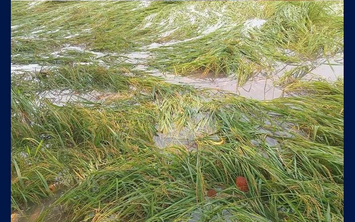 গাইবান্ধায় বৃষ্টি ও বাতাসে কৃষকের ফসলের ব্যাপক ক্ষতি