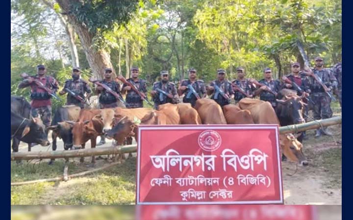 ভারতীয় সীমান্ত থেকে অর্ধশতাধিক গরু ও মদ জব্দ