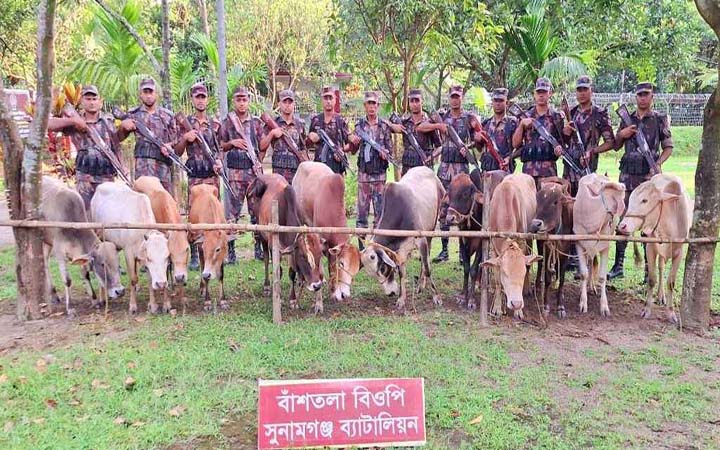 দোয়ারাবাজার সীমান্ত থেকে ১২ ভারতীয় গরু আটক
