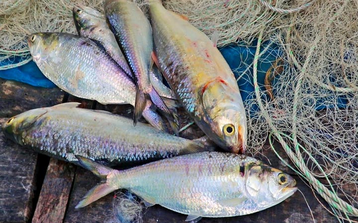 দুই মাস পর পদ্মা-মেঘনায় ইলিশ ধরা শুরু