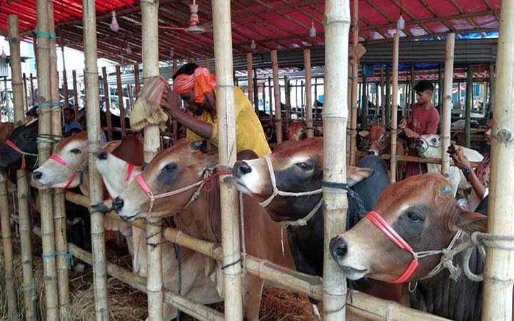 সিলেটে বন্যায় কোরবানি হয়নি ৫ সহস্রাধিক পশু