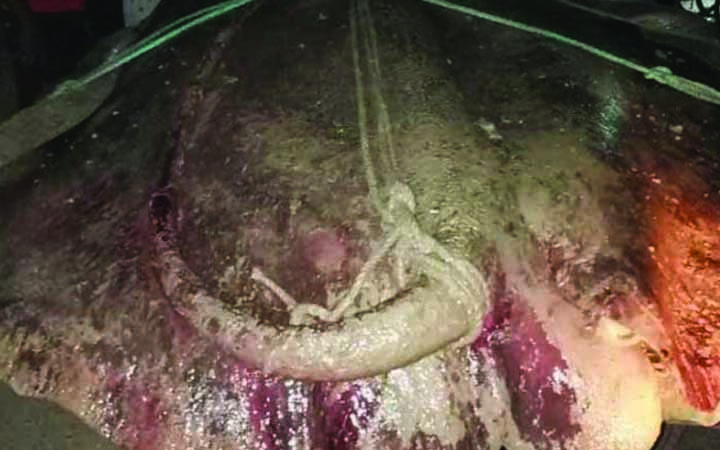 ইছামতি নদীতে  ৩০০ কেজি ওজনের শাপলা পাতা মাছ ধরা পড়লো বেড়জালে