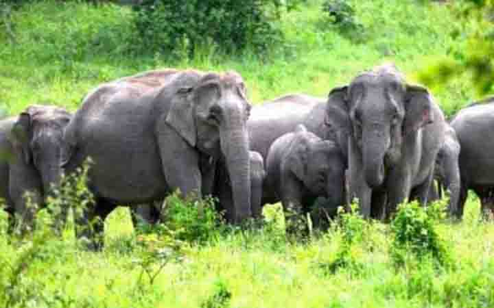 হাতির পায়ে পিষ্ট হয়ে রাখালের মৃত্যু