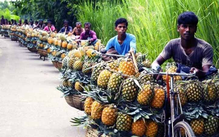 মধুপুরের আনারস পেলো জিআই পণ্যের স্বীকৃতি