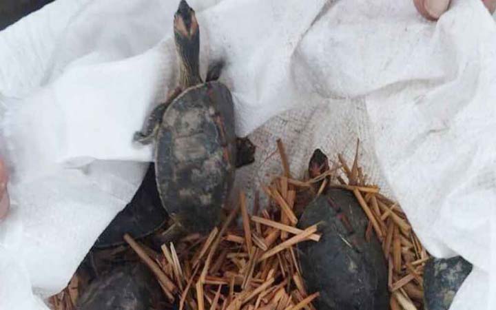ক্রেতা সেজে র‌্যাবের অভিযান, উদ্ধার হলো ৬৭ কড়ি কাইট্টা কচ্ছপ