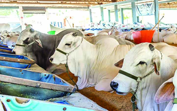 কৃত্রিম উপায়ে মোটাতাজাকরণ গরু কিভাবে চিনবেন