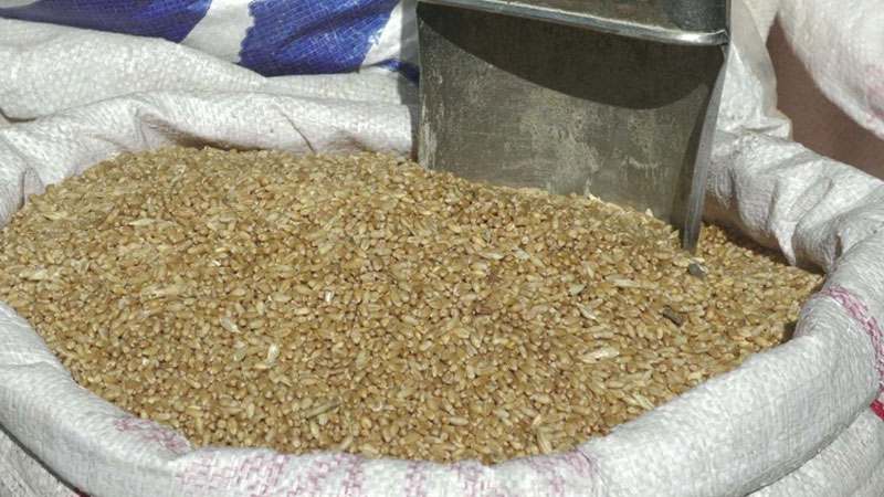 নিতাইগঞ্জে নিম্নমুখী গমের বাজার