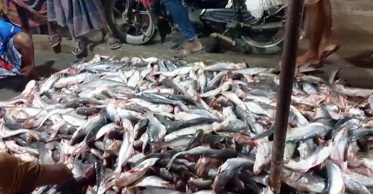 এক জালে উঠে এলো ১১ মণ পাঙাশ