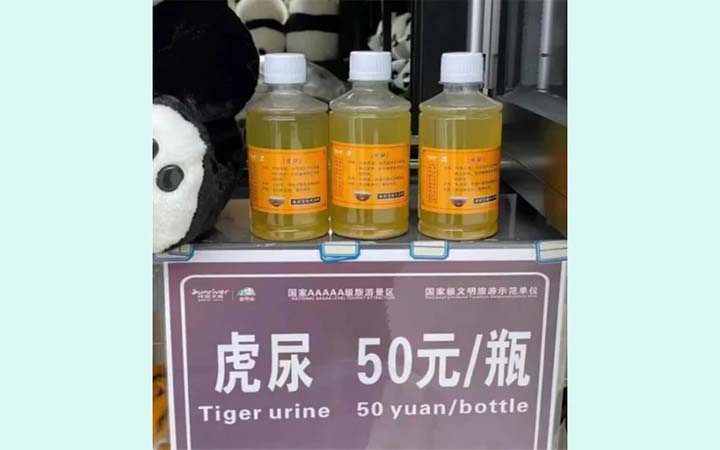 বাতের ওষুধ হিসেবে বিক্রি হচ্ছে বাঘের মূত্র!