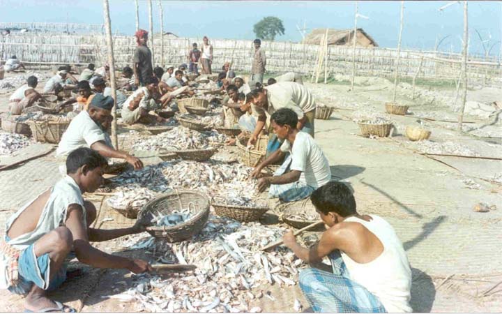 দুবলারচরের শুঁটকি মৌসুম শেষ: ৯৯% জেলে লোকসানে বাড়ি ফিরছে
