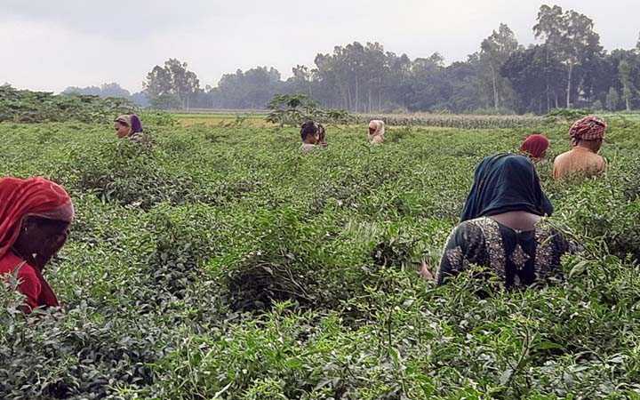কাঁচা মরিচের দামে খুশি মানিকগঞ্জের কৃষক