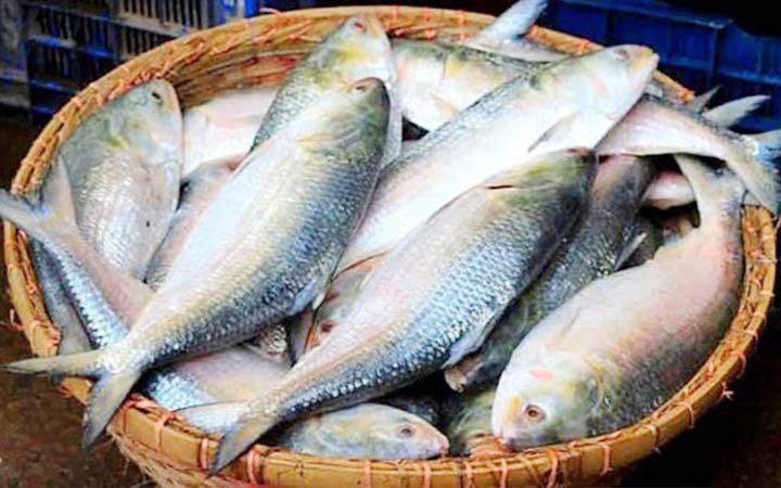 ইলিশে মেলে যেসব উপকারিতা