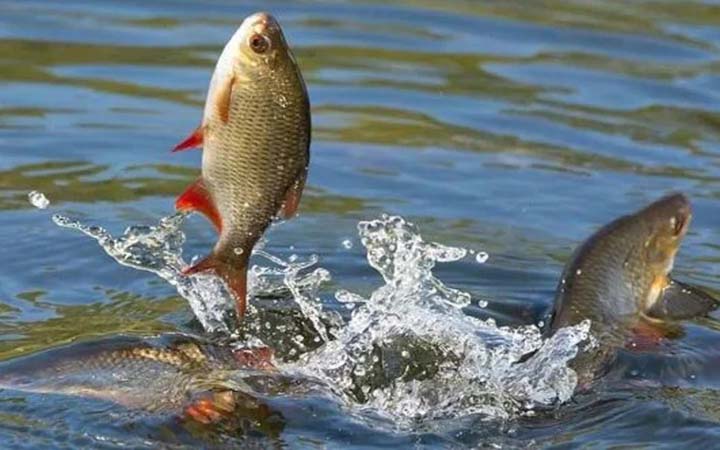 জাতীয় মৎস্য সপ্তাহ শুরু ১৮ আগস্ট