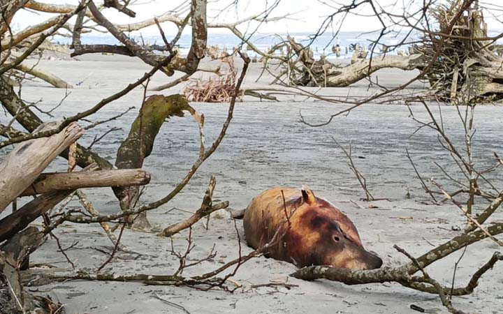 কুয়াকাটা সমুদ্রে সৈকতে ফের মৃত ডলফিন, বাড়াচ্ছে উদ্বেগ