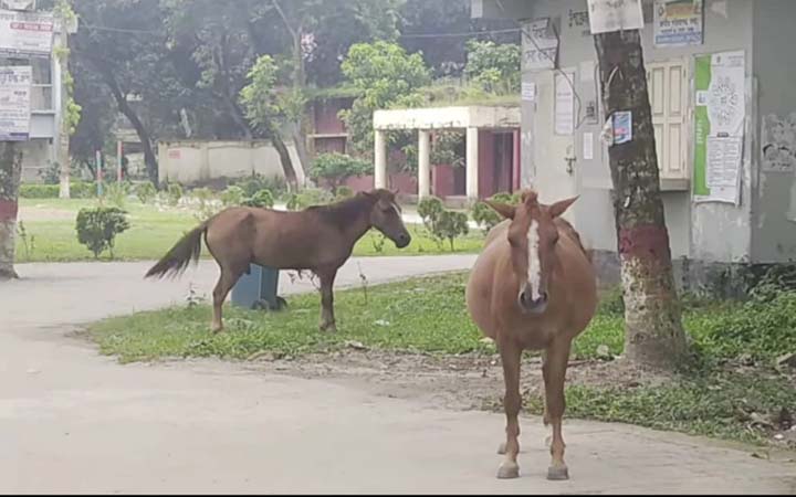 বোয়ালমারীতে পাগলা ঘোড়ার তাণ্ডব, আহত ২০