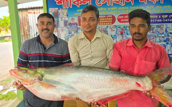 পদ্মায় ধরা পড়ল ২২ কেজি ওজনের বিরল ঢাই মাছ