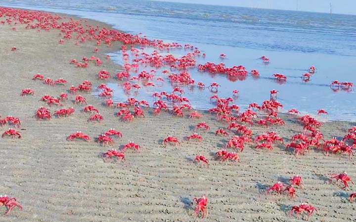 দূষণ-বন উজাড়ে বিপর্যস্ত পটুয়াখালীর কুয়াকাটা সমুদ্র সৈকত, ঝুঁকিতে লাল কাঁকড়া