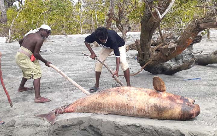 কুয়াকাটা সৈকতে আবারও ভেসে এলো মৃত ডলফিন