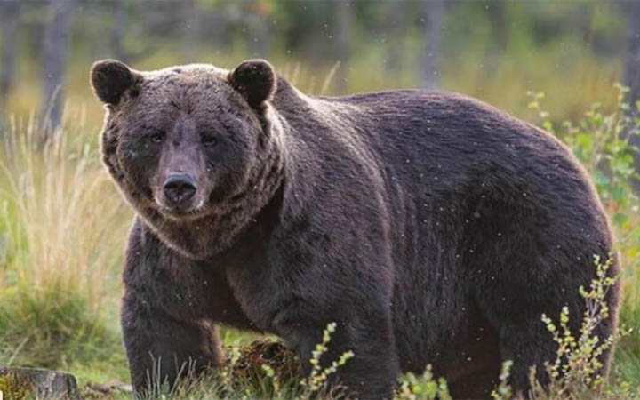 জাপানে ভালুকের আক্রমণে ৯ জন নিহত