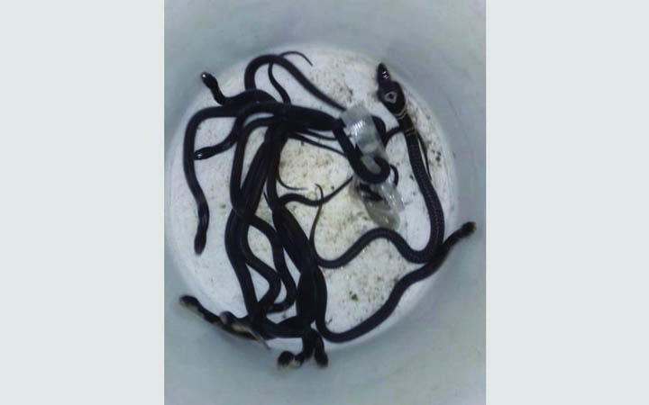 মিরসরাইয়ে বসতঘরে মিলল দশ পদ্ম গোখরা সাপের বাচ্চা