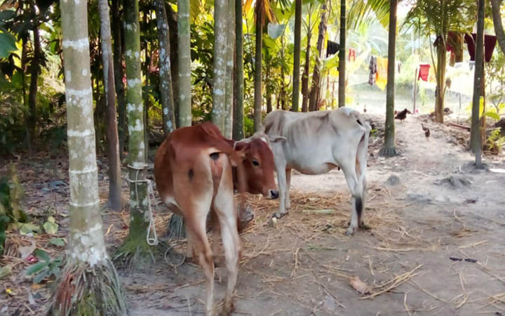পটুয়াখালীর দুমকিতে পাওনা টাকা আদায়ে কৃষকের গরু নিয়ে গেলেন জামায়াত নেতা