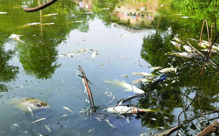 বগুড়ার ইউপি চেয়ারম্যানের ২ পুকুরে বিষ দিয়ে ২০ লাখ টাকার মাছ নিধন