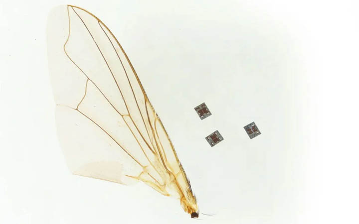 অণুজীবের সমান রোবট, খুলে দিচ্ছে বিজ্ঞানের নতুন দুয়ার