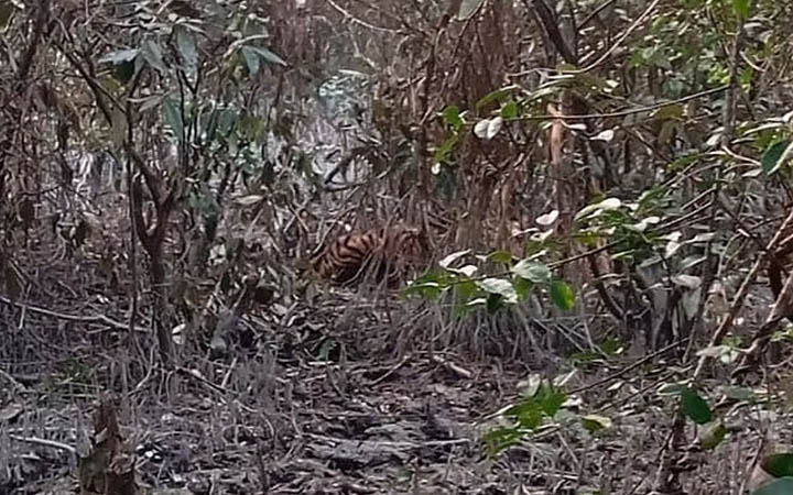 সুন্দরবনে হরিণ শিকারের ফাঁদে আটকা পড়েছে বাঘ
