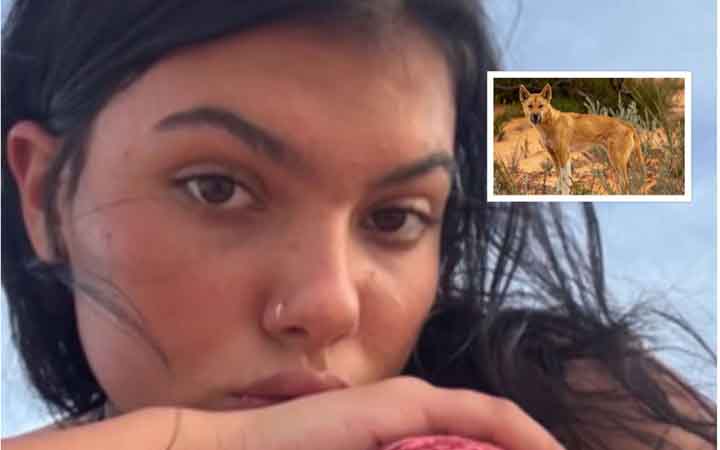 কানাডিয়ান তরুণীর মৃত্যুর পর অস্ট্রেলিয়ায় ‘ডিঙ্গো’ হত্যা নিয়ে তীব্র সমালোচনা