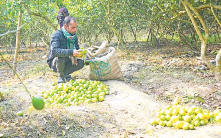 বাণিজ্যিক লেবু চাষে সাফল্য বছরে বিক্রি ১৫ লাখ টাকা