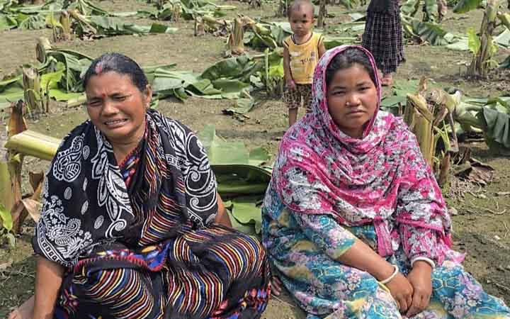 ঠাকুরগাঁওয়ের পীরগঞ্জে ৬শ কলা গাছ কেটে ফেলার অভিযোগ