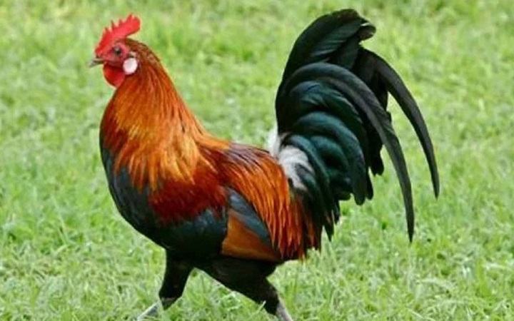 মোরগের ডাক শুনে আল্লাহকে স্মরণ