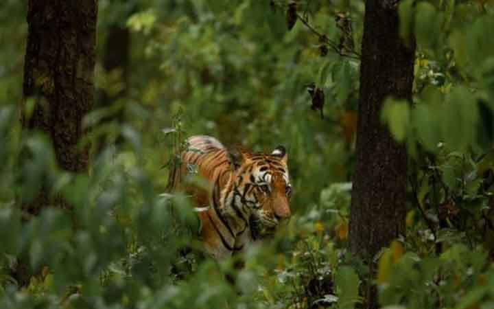 মধ্যপ্রদেশে ভাইরাস আতঙ্ক, দুই সপ্তাহে ৫ বাঘের মৃত্যু
