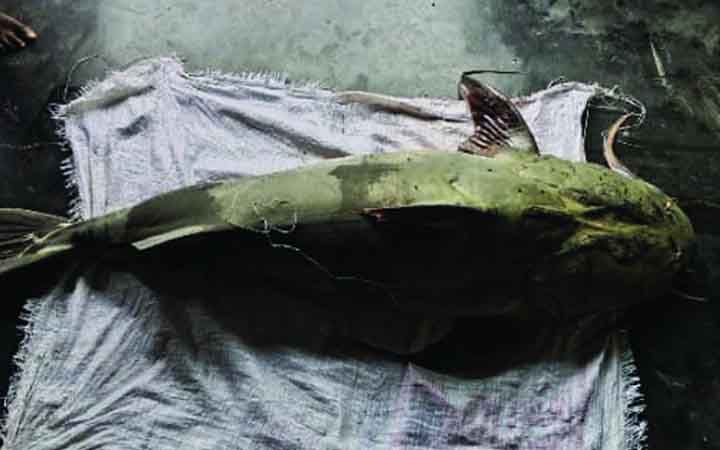 কুড়িগ্রামে এক বাঘাইড়ের মূল্য ৮৫ হাজার টাকা