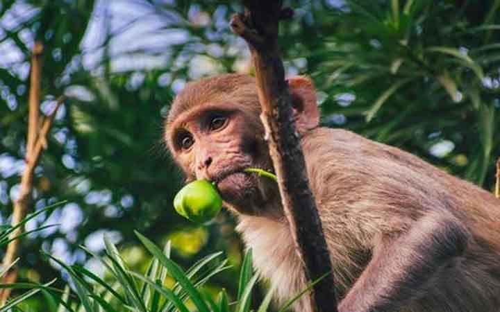 অবশেষে ধরা পড়লো ১৭ জনকে কামড়ানো সেই বুনো বানর