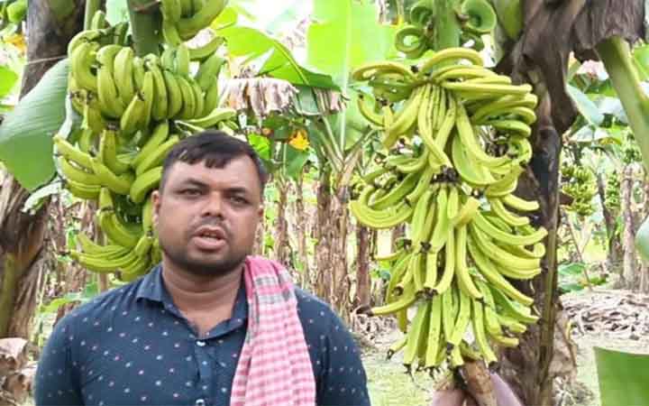 মুকসুদপুরে ৭০০ কলাগাছে কীটনাশক, কৃষকের ৪ লাখ টাকার ক্ষতি