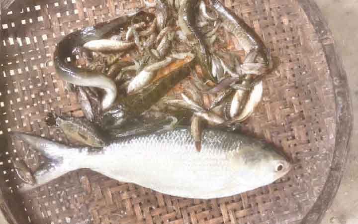 ব্রহ্মপুত্রে ধরা পড়ল ইলিশ