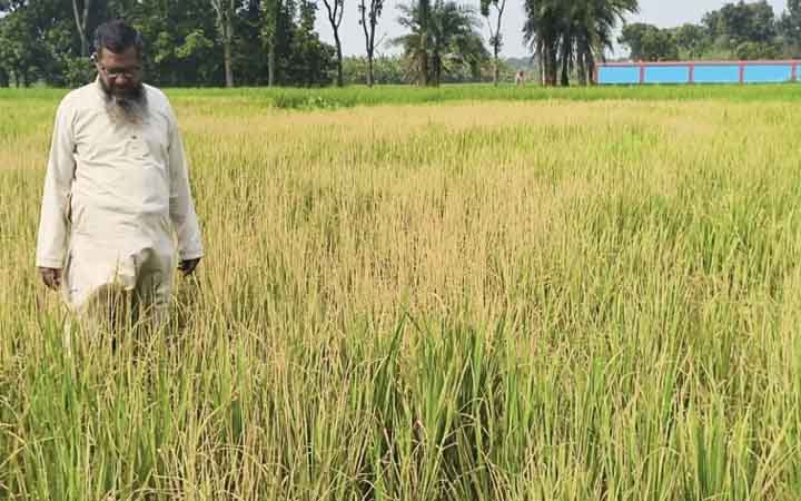 ধানের সঙ্গে এ কেমন শত্রুতা!